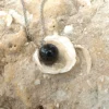 A polished spherical black agate crystal necklace resting in a white seashell on a sandy beach; used as healing crystals for grounding and stress relief.